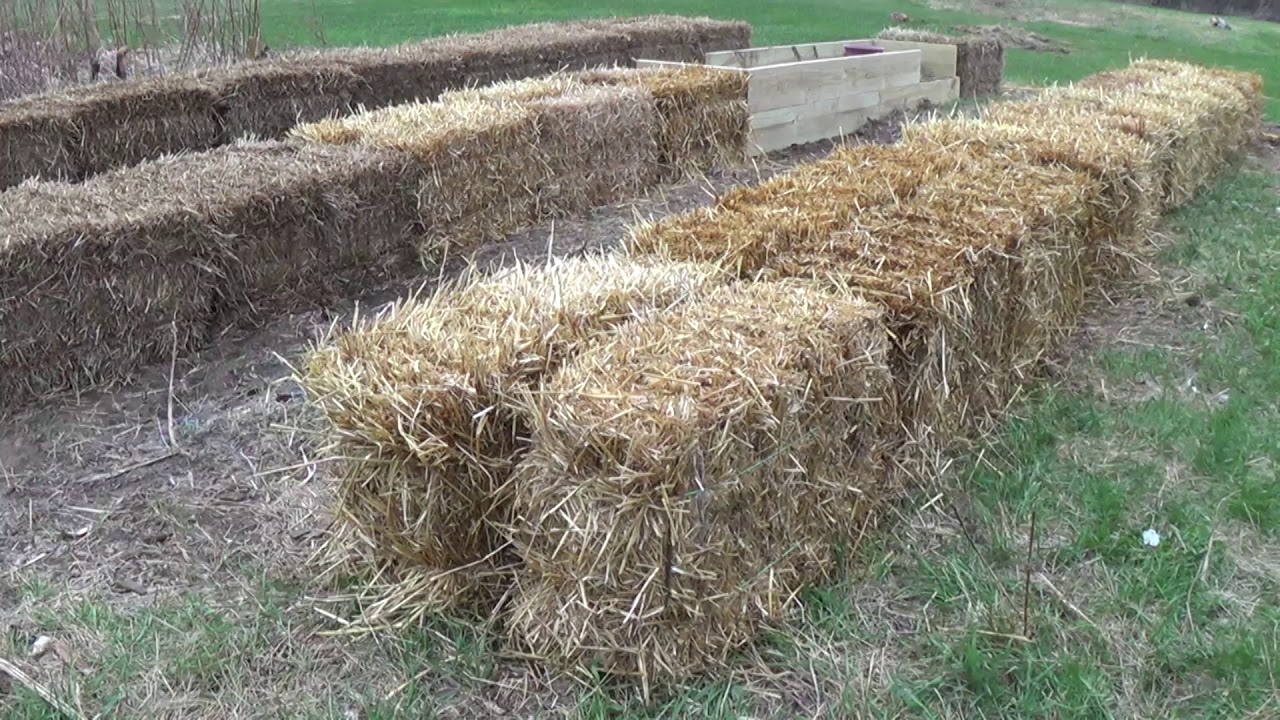 Fresh straw bales positioned and arranged in garden setting ready for conditioning for quick garden results