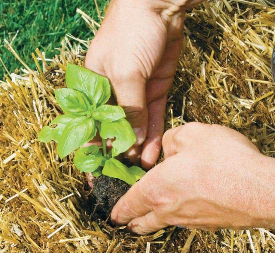 Hands planting tomato seedlings into prepared holes in conditioned straw bale showing easy accessibility