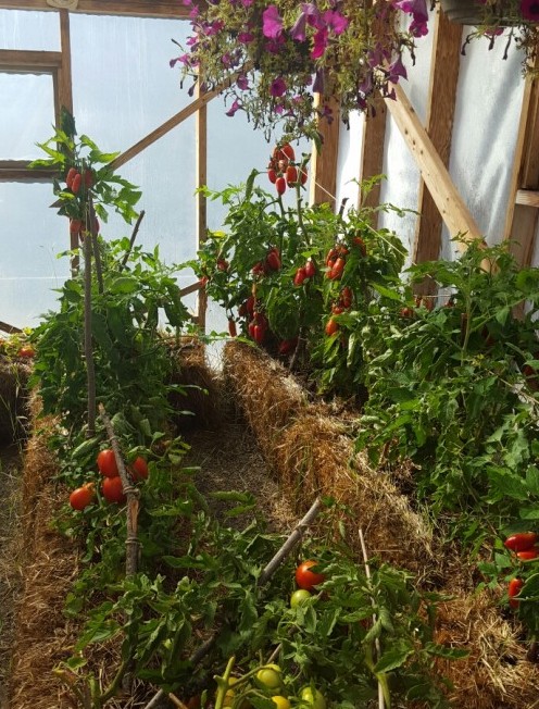 Mature straw bale garden showing incredible productivity with fast growing vegetables like tomatoes, peppers and herbs